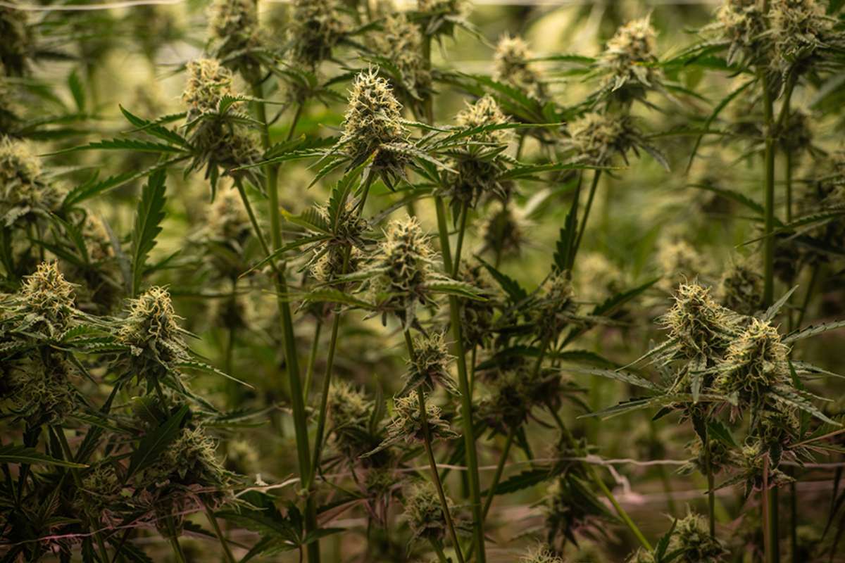 Delays in Minnesota’s Cannabis License Lottery Could Slow Marijuana Market Rollout