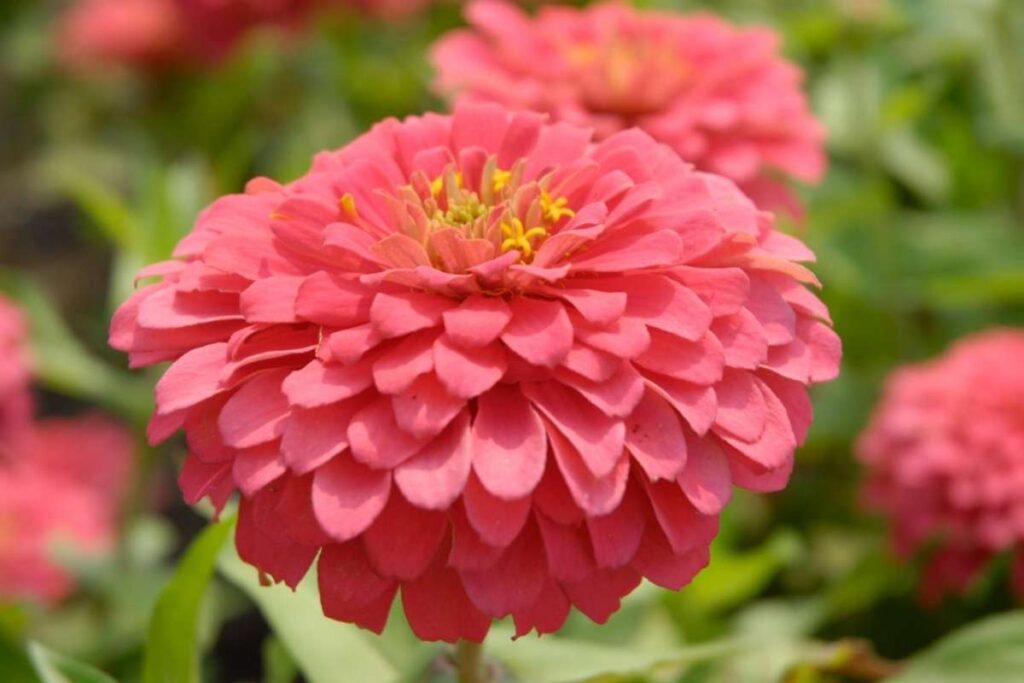 50 Stunning Natural Seasonal Flowers: They Bloom Naturally | Visionary CIOs Magazine