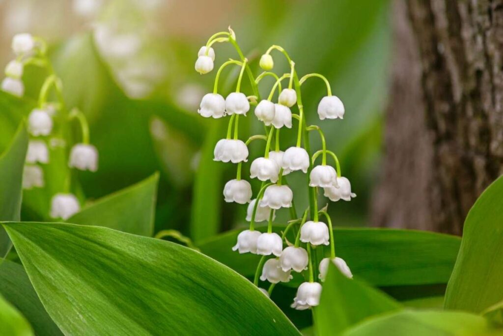 50 Stunning Natural Seasonal Flowers: They Bloom Naturally | Visionary CIOs Magazine