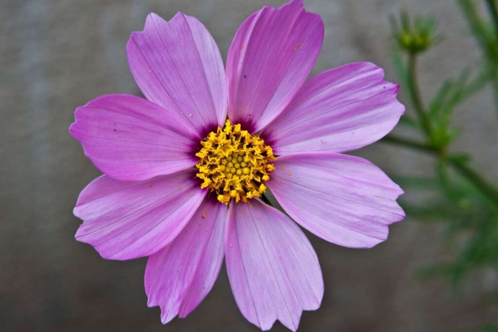 50 Stunning Natural Seasonal Flowers: They Bloom Naturally | Visionary CIOs Magazine