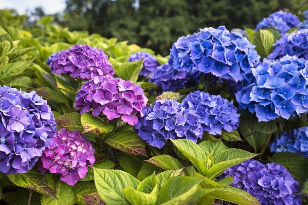 50 Stunning Natural Seasonal Flowers: They Bloom Naturally | Visionary CIOs Magazine