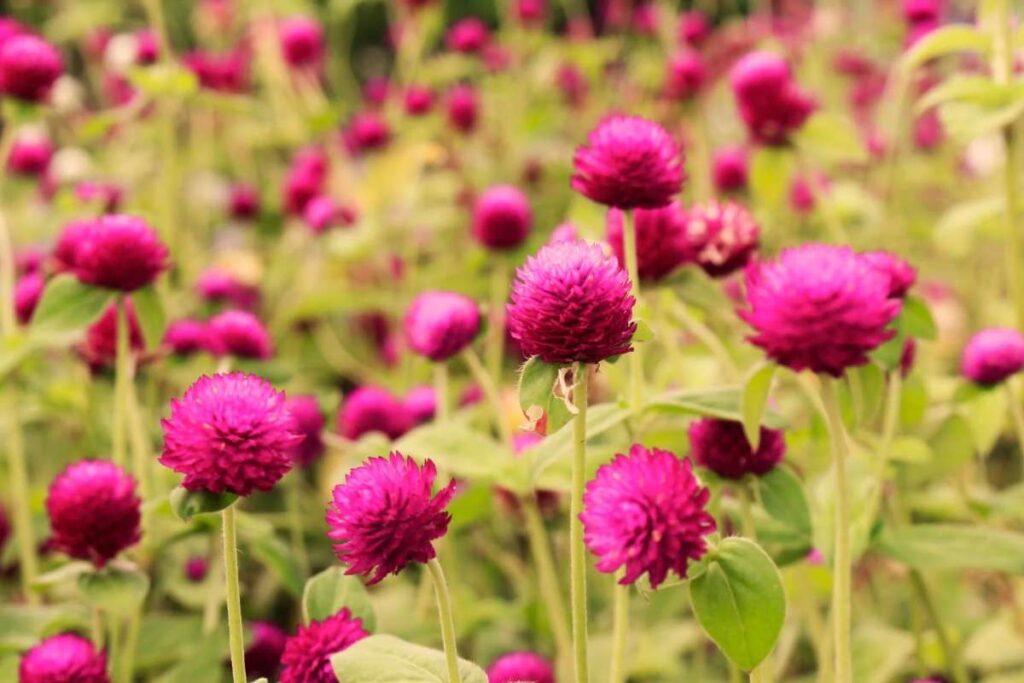 50 Stunning Natural Seasonal Flowers: They Bloom Naturally | Visionary CIOs Magazine