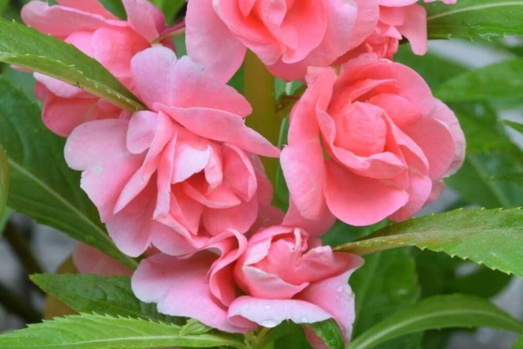 50 Stunning Natural Seasonal Flowers: They Bloom Naturally | Visionary CIOs Magazine