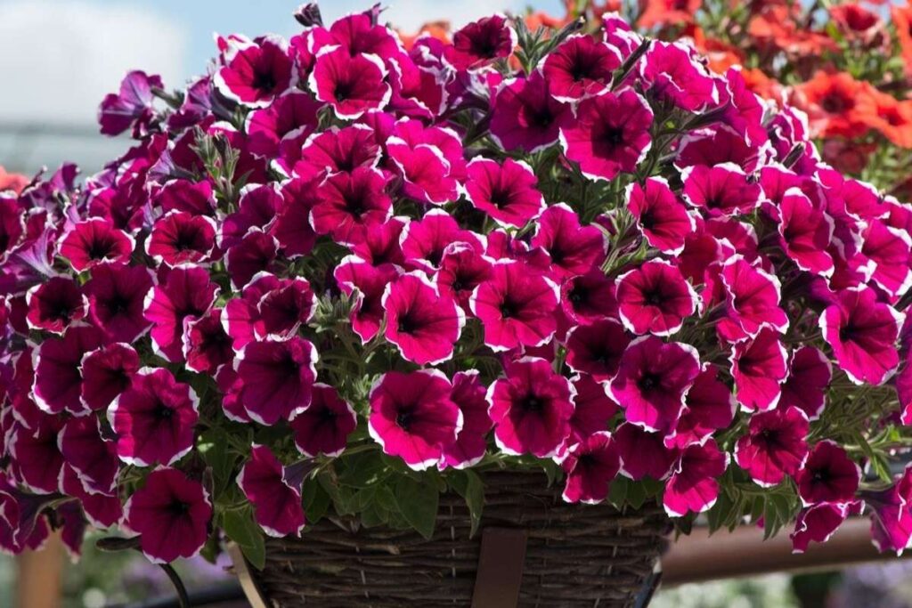 50 Stunning Natural Seasonal Flowers: They Bloom Naturally | Visionary CIOs Magazine