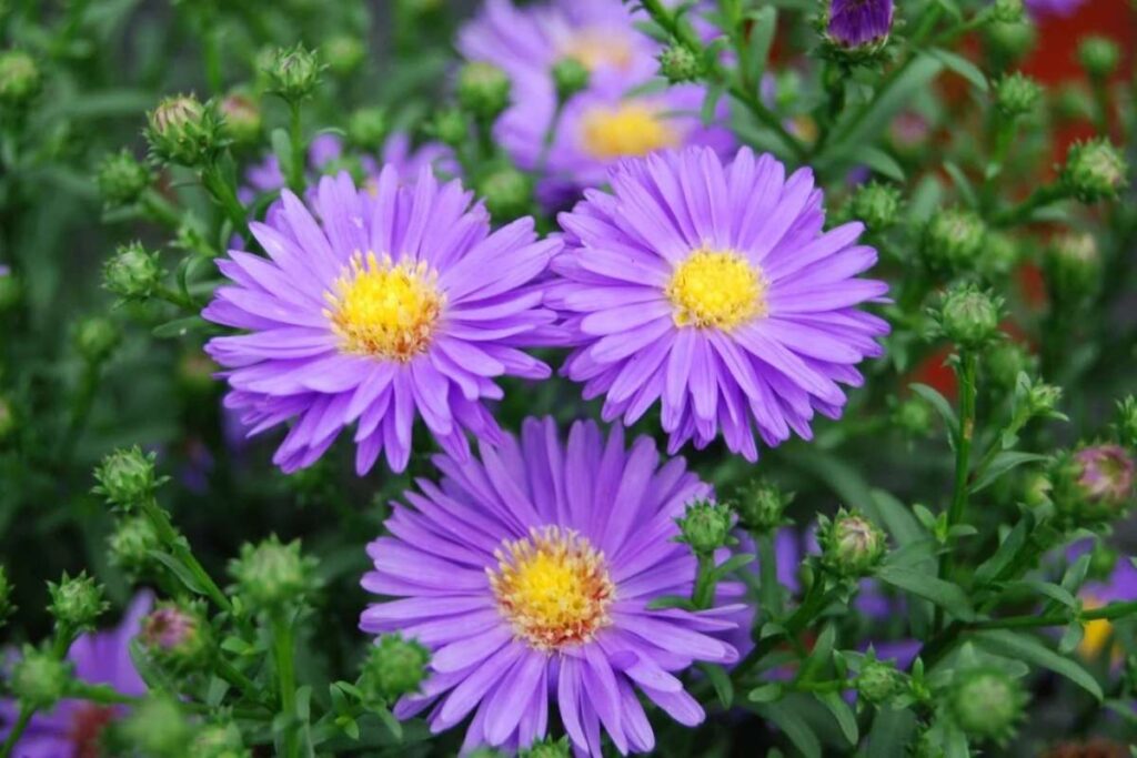 50 Stunning Natural Seasonal Flowers: They Bloom Naturally | Visionary CIOs Magazine