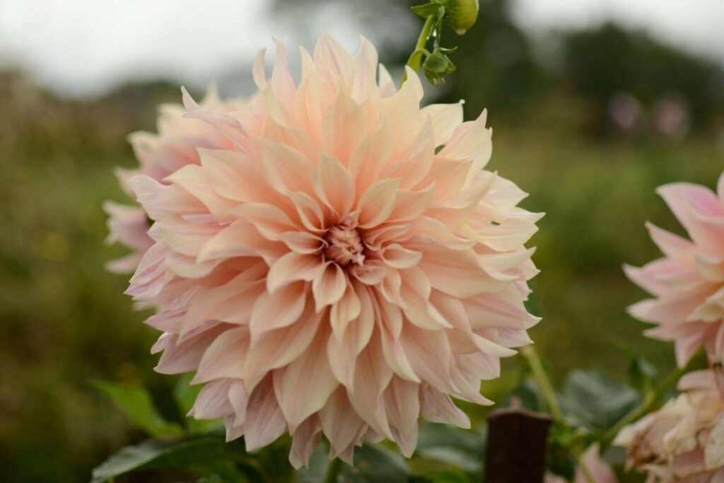 50 Stunning Natural Seasonal Flowers: They Bloom Naturally | Visionary CIOs Magazine