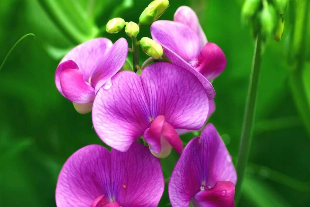 50 Stunning Natural Seasonal Flowers: They Bloom Naturally | Visionary CIOs Magazine