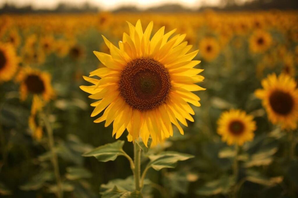 50 Stunning Natural Seasonal Flowers: They Bloom Naturally | Visionary CIOs Magazine