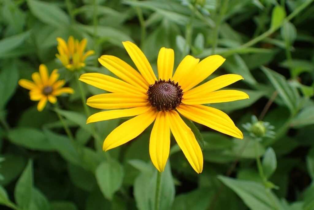 50 Stunning Natural Seasonal Flowers: They Bloom Naturally | Visionary CIOs Magazine