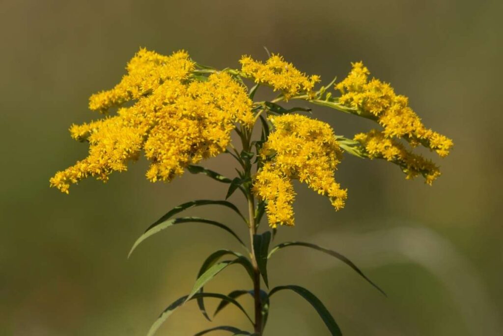 50 Stunning Natural Seasonal Flowers: They Bloom Naturally | Visionary CIOs Magazine