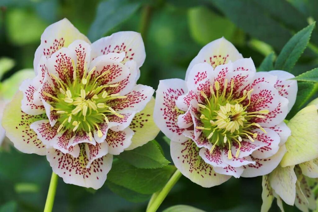 50 Stunning Natural Seasonal Flowers: They Bloom Naturally | Visionary CIOs Magazine