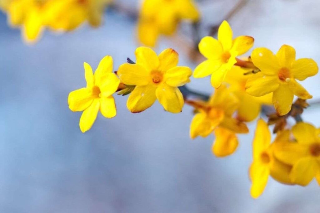 50 Stunning Natural Seasonal Flowers: They Bloom Naturally | Visionary CIOs Magazine