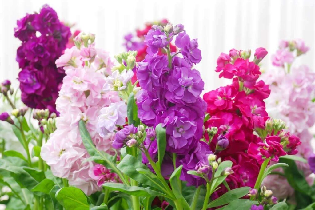 50 Stunning Natural Seasonal Flowers: They Bloom Naturally | Visionary CIOs Magazine