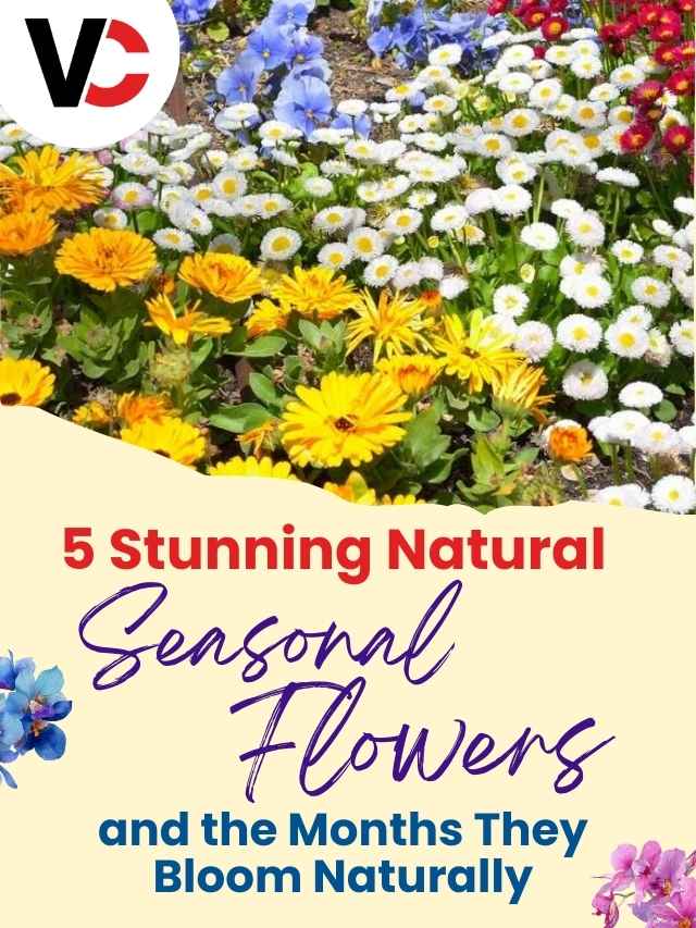 5 Stunning Natural Seasonal Flowers They Bloom Naturally