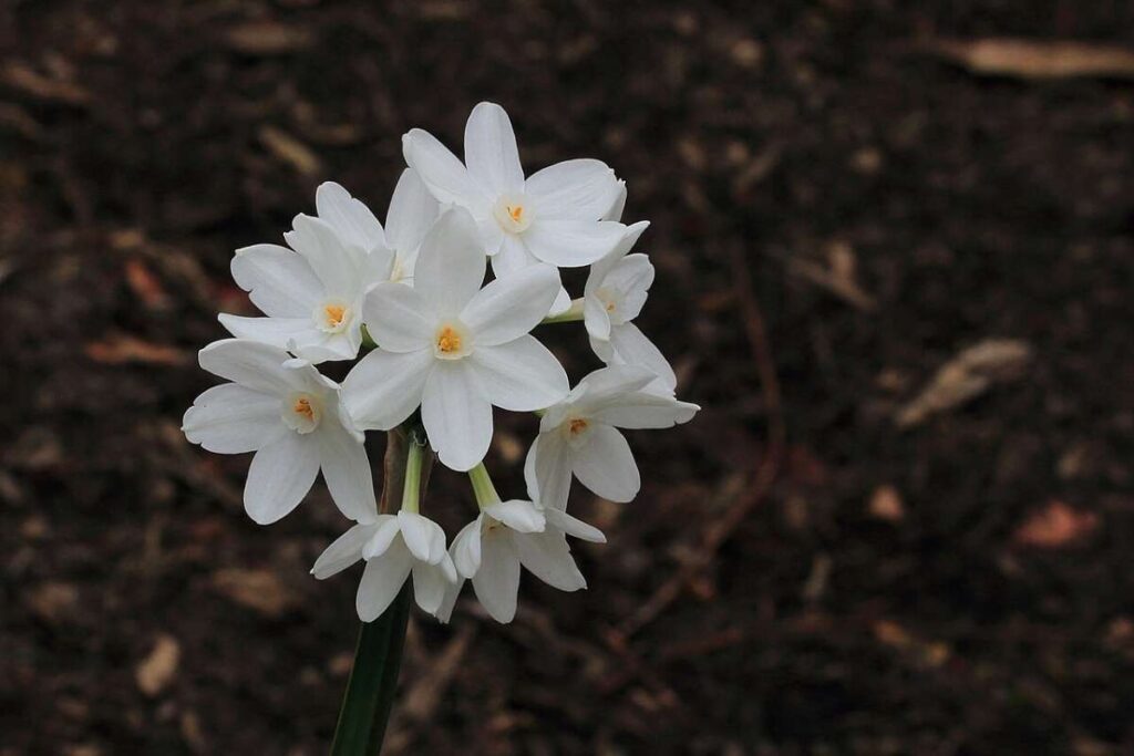 50 Stunning Natural Seasonal Flowers: They Bloom Naturally | Visionary CIOs Magazine