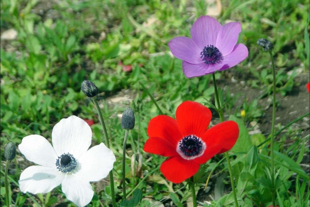 50 Stunning Natural Seasonal Flowers: They Bloom Naturally | Visionary CIOs Magazine